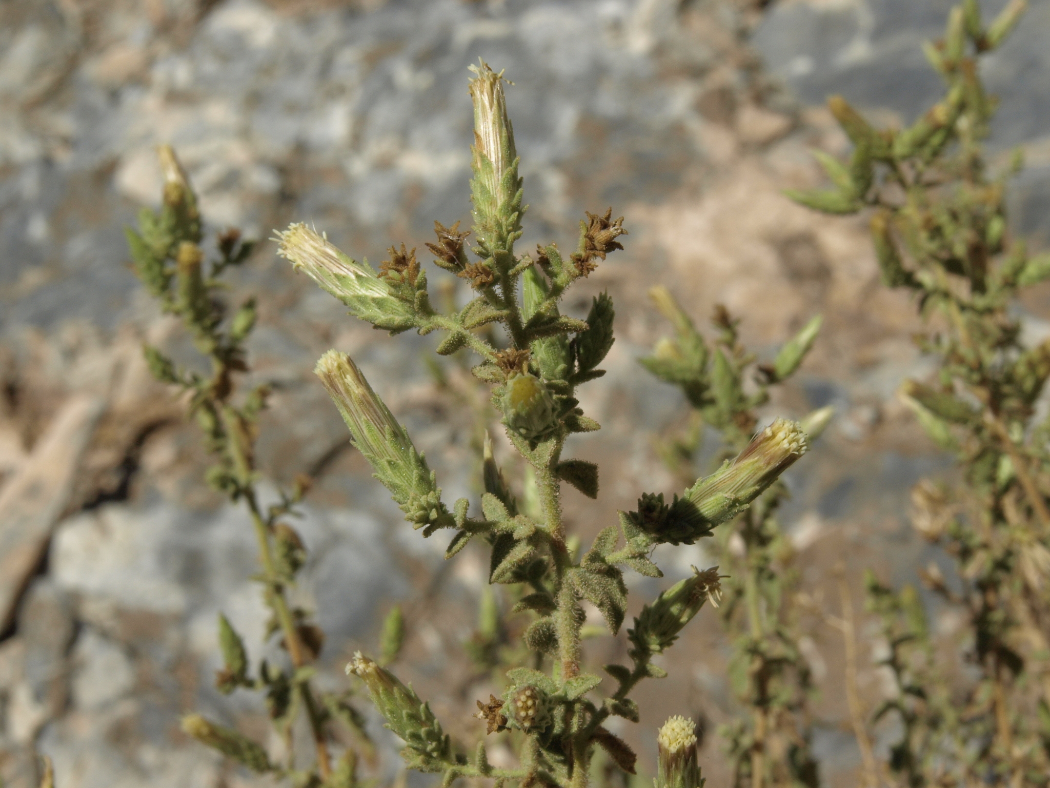 Brickellia microphylla var. microphylla