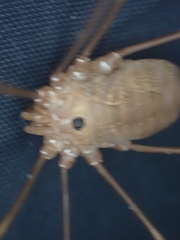 Leiobunum ventricosum