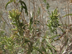 Brickellia longifolia multiflora