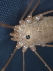 Leiobunum ventricosum