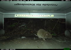 Microtus subterraneus