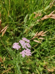 Achillea roseo-alba