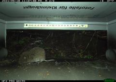 Microtus subterraneus