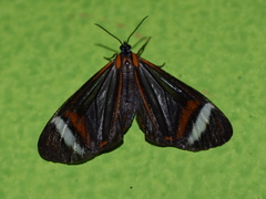 Hyalurga vinosa