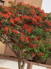 Delonix regia image