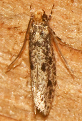 Niditinea orleansella