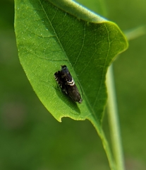 Grapholita interstinctana
