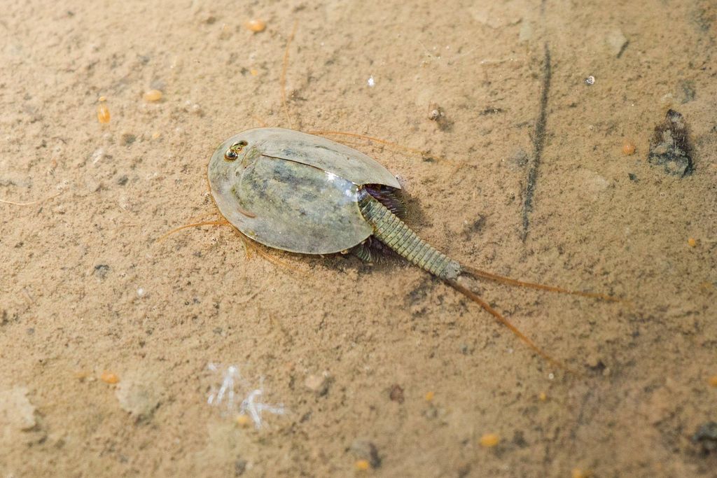 Tadpole Shrimp