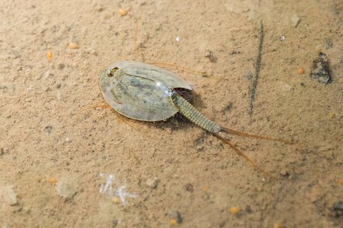 Tadpole Shrimp