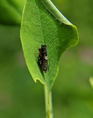 Grapholita interstinctana