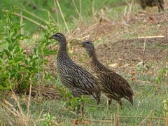 Pternistis bicalcaratus