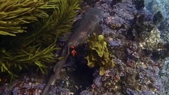 Brachaelurus waddi