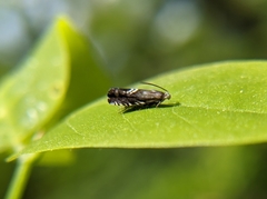 Grapholita interstinctana