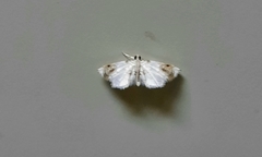Musotiminae