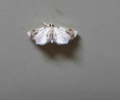 Musotiminae