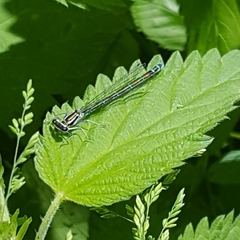 Coenagrion hastulatum