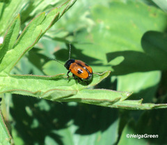 Cryptocephalus bipunctatus