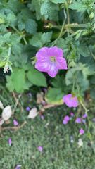 Geranium × oxonianum
