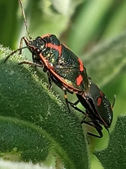 Eurydema oleracea