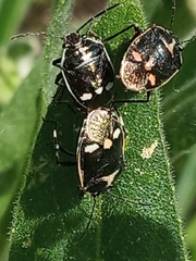 Eurydema oleracea