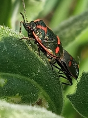 Eurydema oleracea