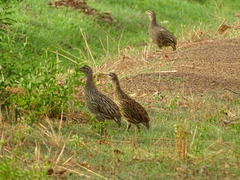 Pternistis bicalcaratus
