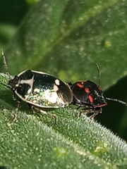 Eurydema oleracea