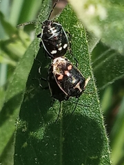 Eurydema oleracea