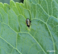 Phyllotreta armoraciae