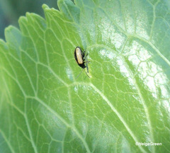 Phyllotreta armoraciae