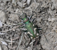Cicindela decemnotata