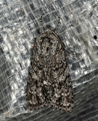 Acronicta impressa