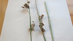 Juncus edgariae