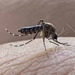 Ochlerotatus