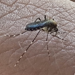 Ochlerotatus