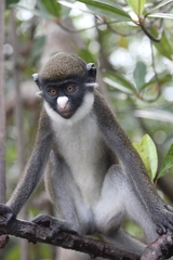 Cercopithecus petaurista