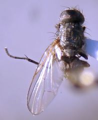 Azeliinae
