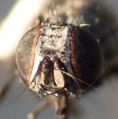 Azeliinae