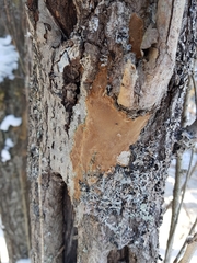 Phellinopsis conchata