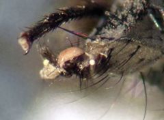 Azeliinae