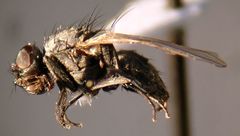 Azeliinae