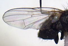 Azeliinae
