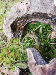Psammodromus occidentalis