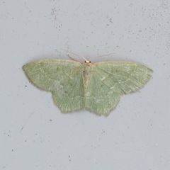Thalera pistasciaria