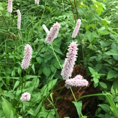 Bistorta officinalis