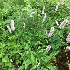 Bistorta officinalis