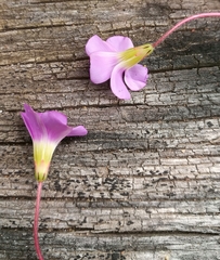 Oxalis imbricata