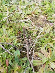 Psammodromus occidentalis