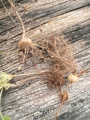 Oxalis imbricata