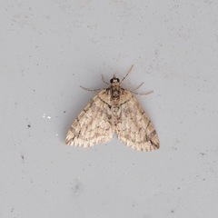 Hydriomena divisaria